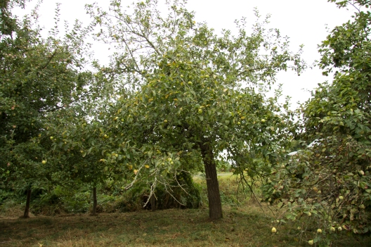 We have a lot of fruit trees on the land